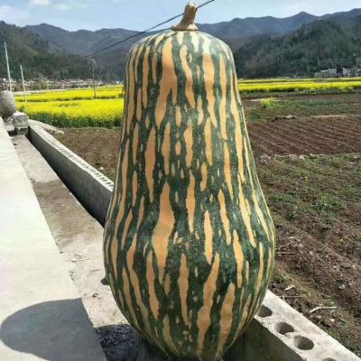 大北瓜，玻璃鋼仿真果蔬景觀雕塑
